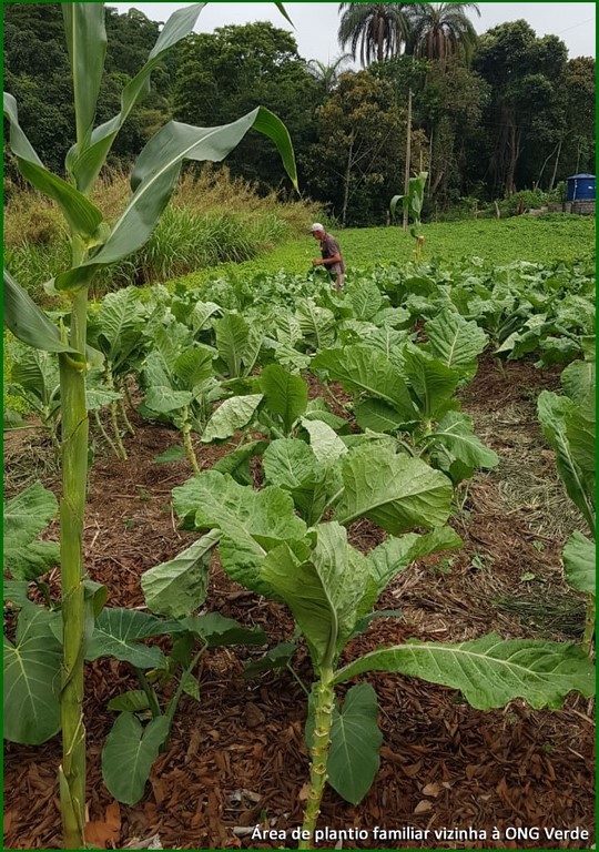 implantar e incentivar mais agroflorestas, fortalecer a agricultura orgânica, familiar e sem transgenia