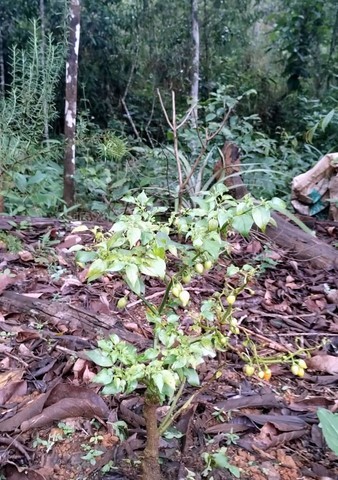 ONG Verde faz plantios de árvores nativas e de mudas frutíferas