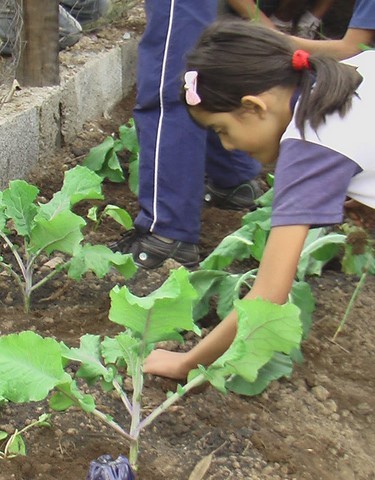 Memórias de Atividades da ONG Verde