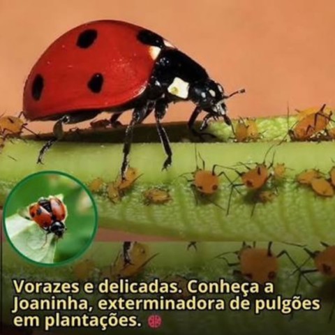 Agroecologia - O Caminho das Soluções Agroecologia - O Caminho das Soluções