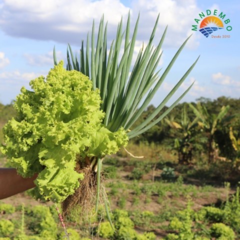 Energia para Cultivar a Vida: Agroecologia e o Papel Estratégico das Energias Renováveis