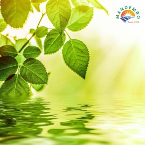 Energia para Cultivar a Vida: Agroecologia e o Papel Estratégico das Energias Renováveis