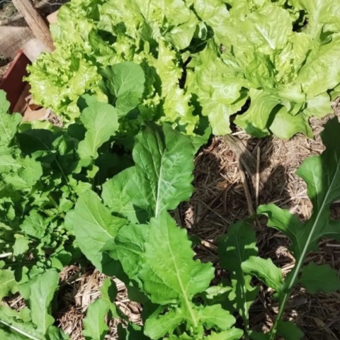 Programa de Agroecologia